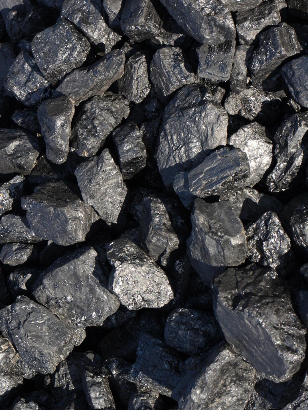 煤炭中的植物化石 遠古森林的印記